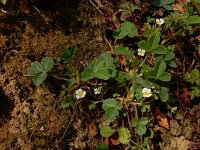 Potentilla sterilis 11, Aardbeiganzerik, Saxifraga-Ed Stikvoort