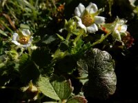 Potentilla sterilis 12, Aardbeiganzerik, Saxifraga-Ed Stikvoort