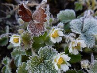 Potentilla sterilis 13, Aardbeiganzerik, Saxifraga-Ed Stikvoort