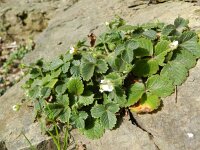 Potentilla sterilis 7, Aardbeiganzerik, Saxifraga-Rutger Barendse