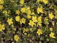 Potentilla verna 17, Voorjaarsganzertik, Saxifraga-Willem van Kruijsbergen