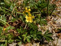 Potentilla verna 30, Voorjaarsganzerik, Saxifraga-Ed Stikvoort