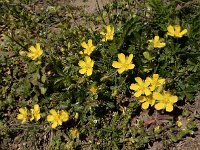 Potentilla verna 31, Voorjaarsganzerik, Saxifraga-Ed Stikvoort
