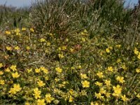 Potentilla verna 34, Voorjaarsganzerik, Saxifraga-Ed Stikvoort