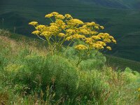 Prangos ferulacea 2, Saxifraga-Ed Stikvoort