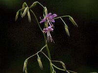 Prenanthes purpurea 5, Saxifraga-Jan van der Straaten