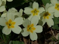 Primula acaulis 13, Stengelloze sleutelbloem, Saxifraga-Jan van der Straaten