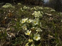 Primula acaulis 28, Stengelloze sleutelbloem, Saxifraga-Marijke Verhagen