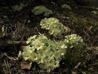 Primula acaulis 32, Stengelloze sleutelbloem, Saxifraga-Marijke Verhagen