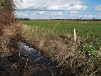 Primula acaulis 48, Stengelloze sleutelbloem, Saxifraga-Hans Dekker