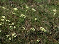 Primula acaulis 6, Stengelloze sleutelbloem, Saxifraga-Marijke Verhagen