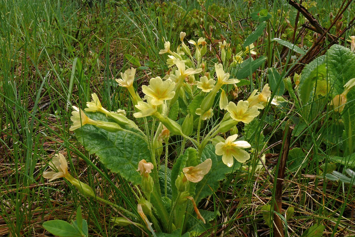 Primula acaulis, Primrose