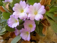 Primula allionii 11, Saxifraga-Harry Jans