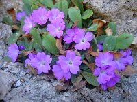 Primula allionii 4, Saxifraga-Harry Jans