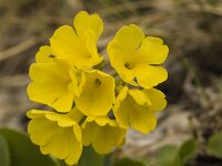 Primula auricula 7, Saxifraga-Marijke Verhagen