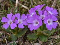 Primula daonensis 2, Saxifraga-Harry Jans