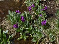 Primula deorum 15, Saxifraga-Harry Jans  Primula deorum