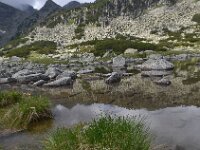 Primula deorum 22, Saxifraga-Harry Jans  Primula deorum