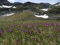 Primula deorum 7, Saxifraga-Harry Jans  habitat Primula deorum : Habitat