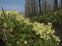 Primula elatior 101, Slanke sleutelbloem, Saxifraga-Willem van Kruijsbergen