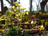 Primula elatior 133, Slanke sleutelbloem, Saxifraga-Ed Stikvoort