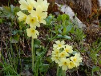 Primula elatior 135, Slanke sleutelbloem, Saxifraga-Ed Stikvoort