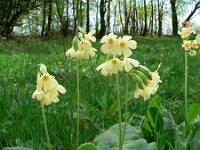 Primula elatior 35, Slanke sleutelbloem, Saxifraga-Jan Willem Jongepier