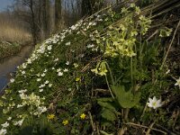 Primula elatior 57, Slanke sleutelbloem, Saxifraga-Jan van der Straaten
