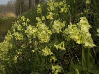 Primula elatior 64, Slanke sleutelbloem, Saxifraga-Jan van der Straaten