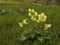 Primula elatior 79, Slanke sleutelbloem, Saxifraga-Jan van der Straaten