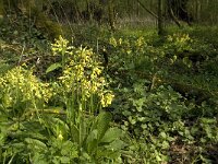 Primula elatior 93, Slanke sleutelbloem, Saxifraga-Willem van Kruijsbergen