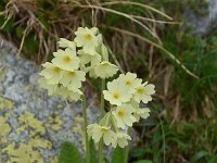 Primula elatior ssp intricata 139, Saxifraga-Harry Jans  Primula elatior ssp. intricata