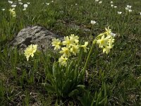 Primula elatior ssp intricata 34, Saxifraga-Jan van der Straaten