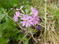 Primula farinosa 19, Saxifraga-Rutger Barendse