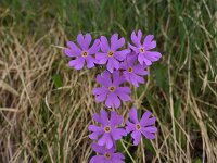 Primula halleri 11, Saxifraga-Harry Jans