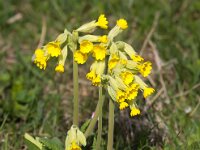 Primula veris 41, Gulden sleutelbloem, Saxifraga-Bart Vastenhouw