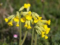 Primula veris 45, Gulden sleutelbloem, Saxifraga-Bart Vastenhouw