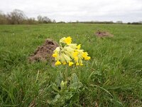 Primula veris 47, Gulden sleutelbloem, Saxifraga-Bart Vastenhouw