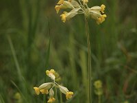 Primula veris 48, Gulden sleutelbloem, Saxifraga-Bas Klaver
