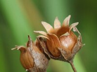 Primula veris 50, Gulden sleutelbloem, Saxifraga-Rutger Barendse