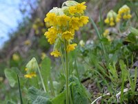 Primula veris 51, Gulden sleutelbloem, Saxifraga-Simone van Velzen