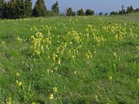 Primula veris 59, Gulden sleutelbloem, Saxifraga-Hans Grotenhuis
