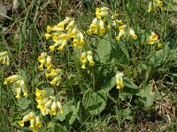 Primula veris ssp veris 17, Gulden sleutelbloem, Saxifraga-Jan van der Straaten