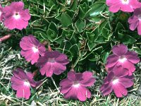 Primula wulfeniana 2, Saxifraga-Eugen Schaub