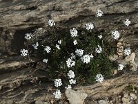 Pritzelago alpina ssp alpina 6, Saxifraga-Willem van Kruijsbergen