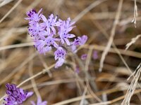 Prospero autumnale 11, Herfststerhyacint, Saxifraga-Tom Heijnen