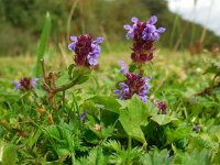 Prunella vulgaris 26, Gewone brunel, Saxifraga-Ed Stikvoort