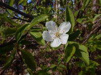 Prunus cerasifera 11, Kerspruim, Saxifraga-Ed Stikvoort