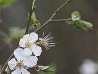 Prunus cerasifera 2, Kerspruim, Saxifraga-Peter Meininger