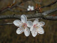 Prunus cerasifera 8, Kerspruim, Saxifraga-Ed Stikvoort